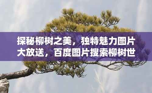 探秘柳树之美,独特魅力图片大放送,百度图片搜索柳树世界