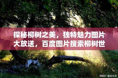 探秘柳树之美,独特魅力图片大放送,百度图片搜索柳树世界