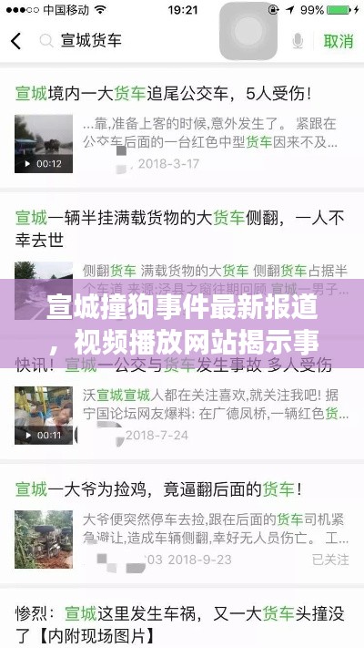宣城撞狗事件最新报道,视频播放网站揭示事件进展