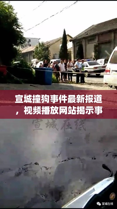 宣城撞狗事件最新报道,视频播放网站揭示事件进展